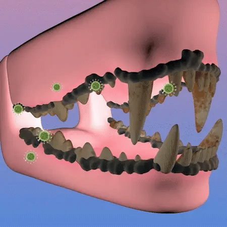 Teeth Cleaning Spray for Dogs & Cats